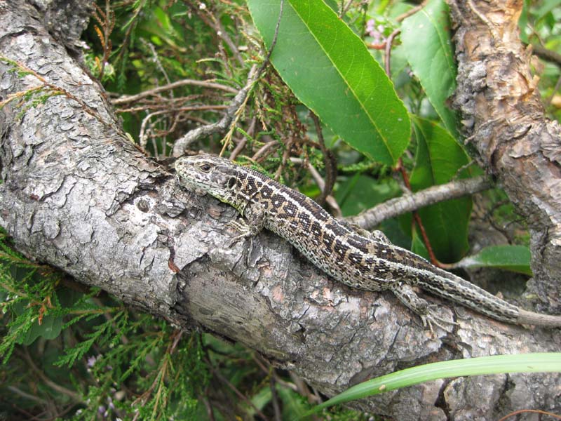 Lacerta Agilis e Zootoca Vivipara.